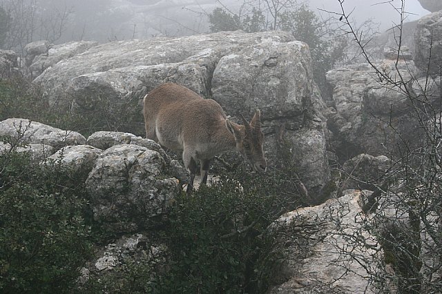 Ruta senderista Torcal de Antequera y Caminito del Rey (Mlaga) - 95